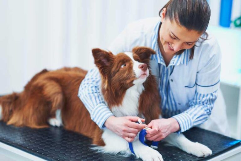 10 avantages des contrôles vétérinaires réguliers pour la santé de votre animal