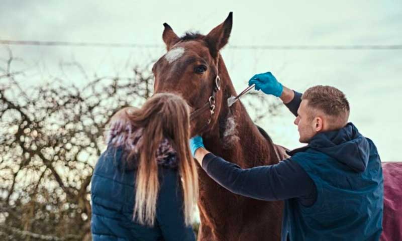 The Equine Chiropractor's Guide to Treating Horse’s Misalignment and Soreness