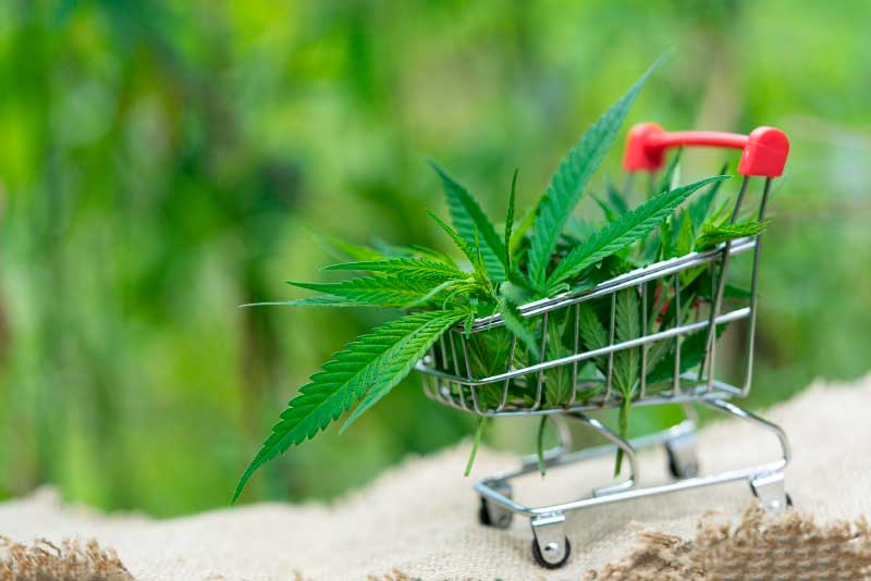 What You Need to Know About Buying Wholesale CBD