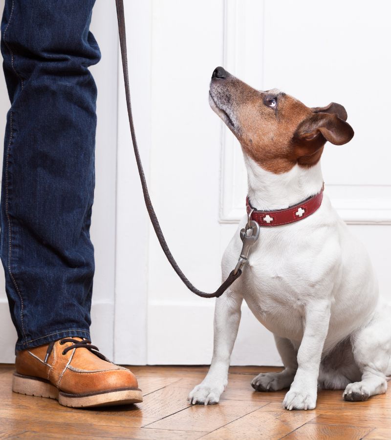 7 Must-Have Items When Bringing Home Your New Dog