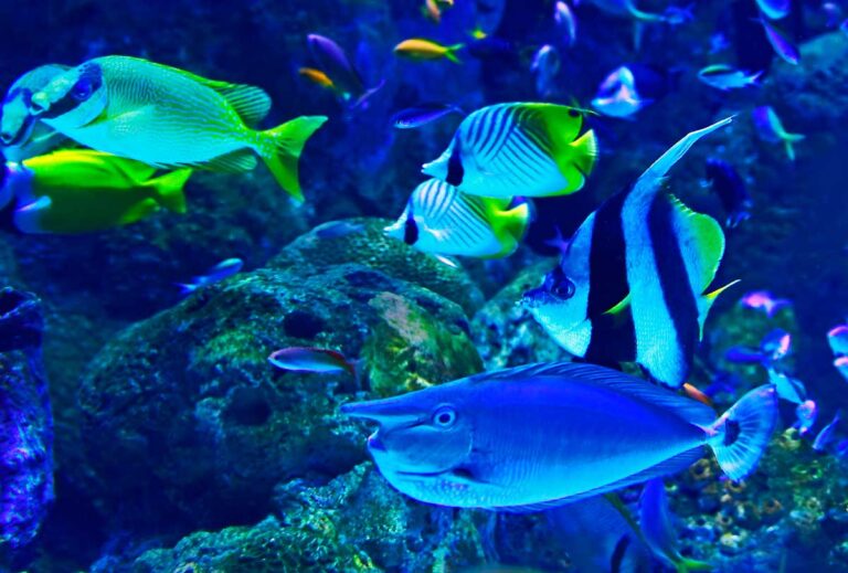 Les avantages d’avoir un Pleco Bristlenose dans votre aquarium