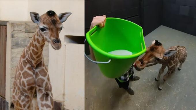 Une girafe est née au zoo de Łódź.  Elle a été rejetée par sa mère, mais elle compte sur votre soutien