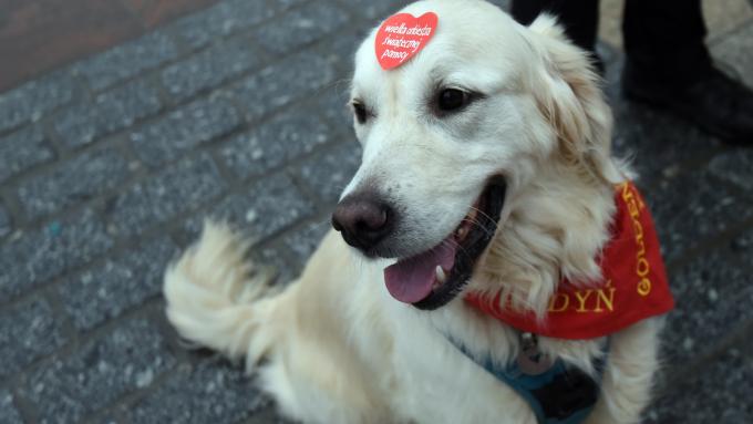 Les chiens bénévoles ont collecté de l’argent pour le WOŚP.  Ils ont préparé une surprise spéciale pour les donateurs
