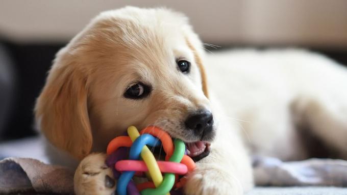 Jouets pour chiens DIY que vous pouvez fabriquer vous-même : préparez un tapis à renifler fait maison et des jouets éducatifs pour votre animal