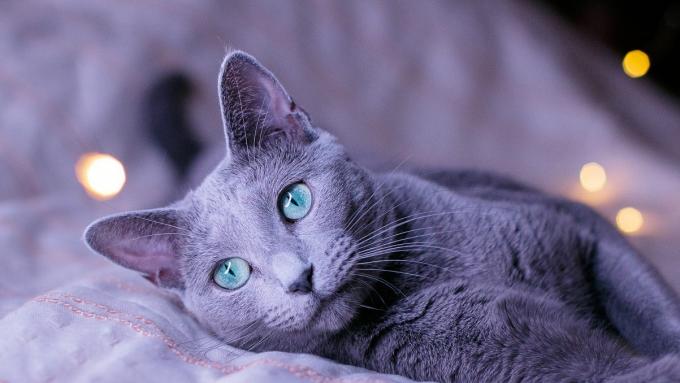 Le plus beau chat bleu du monde a été choisi.  Cette mignonne vit en Pologne