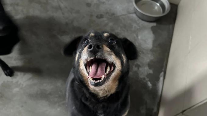 Un grand succès du refuge de Cracovie.  Plus de 100 chiens ont trouvé un nouveau foyer