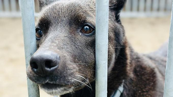 Le propriétaire de ce chien s’est rendu dans un hospice et il s’est rendu dans un refuge.  Il attend que quelqu’un l’aime depuis un an