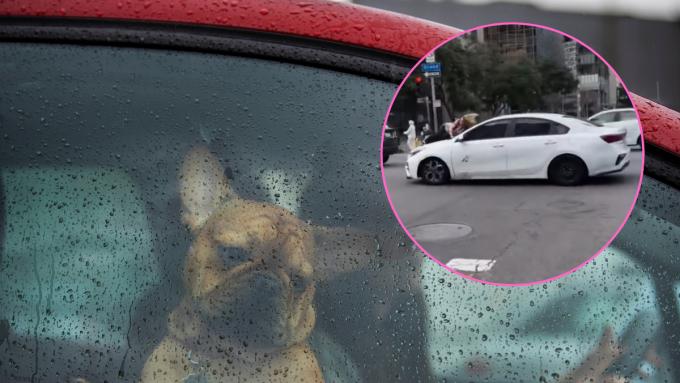 Le chien de cette femme a été kidnappé.  Dans un acte de désespoir, elle était prête à sacrifier sa vie