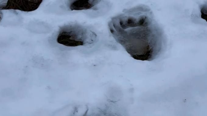 Des traces mystérieuses dans la neige.  Les forestiers n'ont aucun doute sur le type d'animal dont il s'agit, mais ils sont choqués