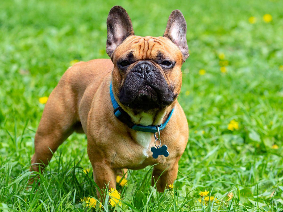 les chiens les plus laids du monde bouledogue français