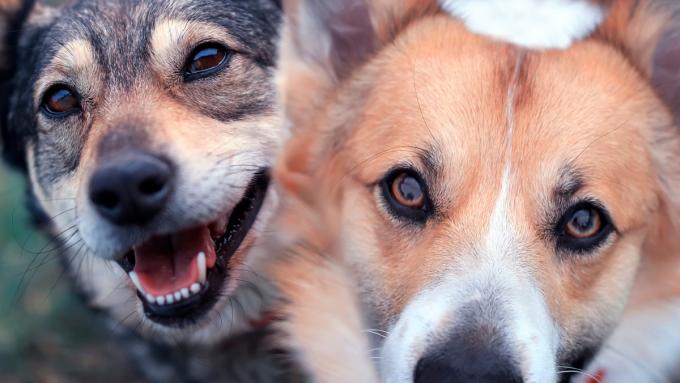 3 races de chiens vivent le plus longtemps.  Il y a une fonctionnalité clé qu’ils ont
