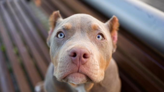 Une interdiction de posséder une race de chiens est entrée en vigueur.  Certains d’entre eux doivent être euthanasiés