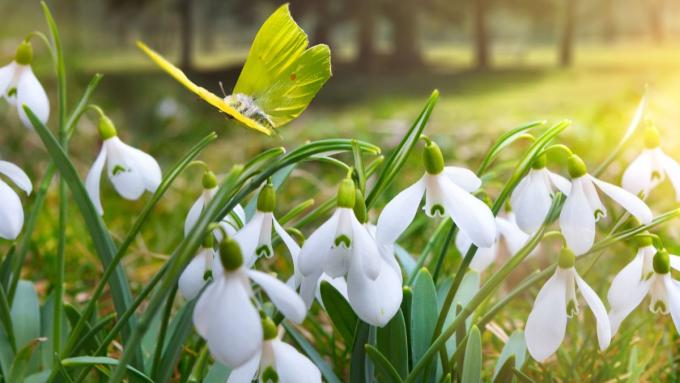 Les perce-neige sont l'un des premiers signes du printemps.  Découvrez comment et quand les planter, comment les cultiver et ce qu'il faut savoir à leur sujet