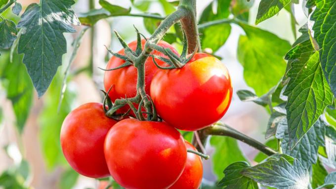 C’est le meilleur moment pour semer les tomates en semis et en pleine terre.  Quand semer des tomates à la maison et comment s’y prendre ?