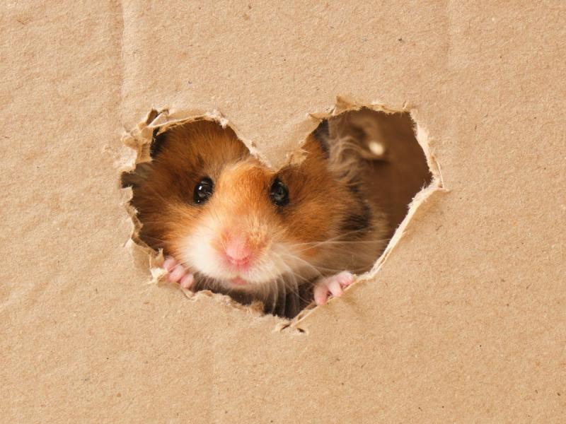 Comment savoir si un hamster est heureux