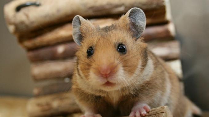 Découvrez comment un hamster montre son amour et comment savoir s’il est heureux.  Voici les signes que votre animal vous aime