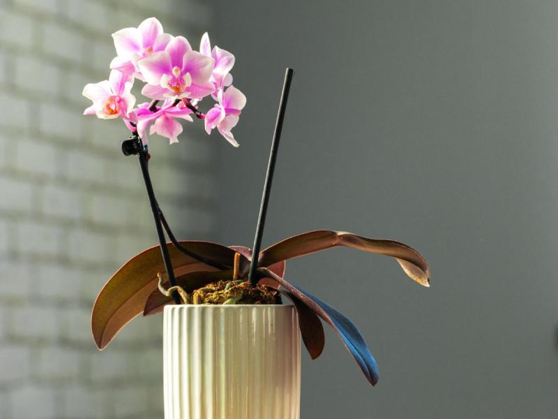 ail pour orchidées
