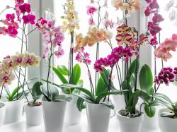 Comment et quand tailler les orchidées ?  Ou seulement après la floraison ?  Faites-le de la bonne manière pour qu'ils fleurissent comme des fous 