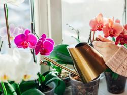 Arroser les orchidées avec de l'eau de riz.  Pourquoi est-ce que ça vaut la peine de le faire ? 