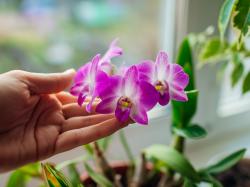 Maladies des orchidées - cochenilles, cochenilles, pourriture grise, taches foliaires et autres