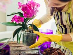 Replanter des orchidées : comment et quand le faire ?