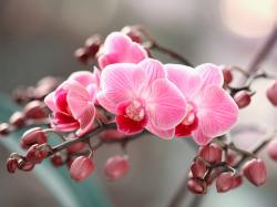 Propagation d'orchidées - comment propager des orchidées ?