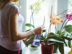 Comment stimuler la floraison des orchidées ?