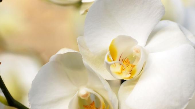 J’ajoute de l’ail aux orchidées et l’effet est incroyable !  Voici un remède maison pour un simple engrais pour orchidées