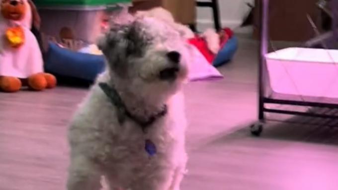 Le chien sans yeux a été enregistré avec surprise.  La vidéo évoque toute une gamme d'émotions