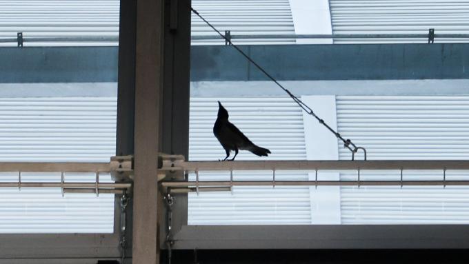 Un corbeau piégé à la gare.  Son état empire et ce n’est pas la fin de son drame.