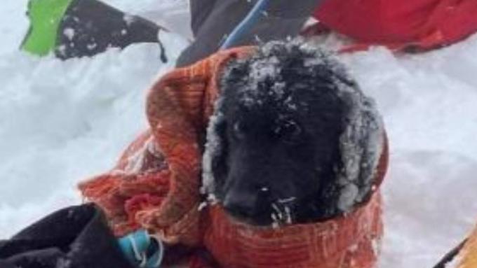 Un chien gelé errait autour de Babia Góra.  Sans la présence accidentelle des sauveteurs, le pire aurait pu arriver