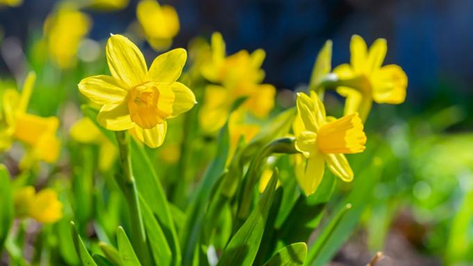 Les fleurs jaunes du printemps sont un beau signe de l’approche des journées chaudes.  Voici les espèces de fleurs jaunes printanières les plus intéressantes