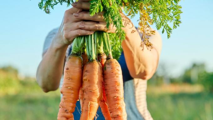 Ces 3 dates sont les meilleures pour semer les carottes.  Vous pouvez le faire au printemps et en automne.  Voir le meilleur moment pour semer