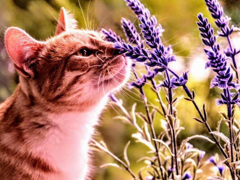 plantes sans danger pour les chats