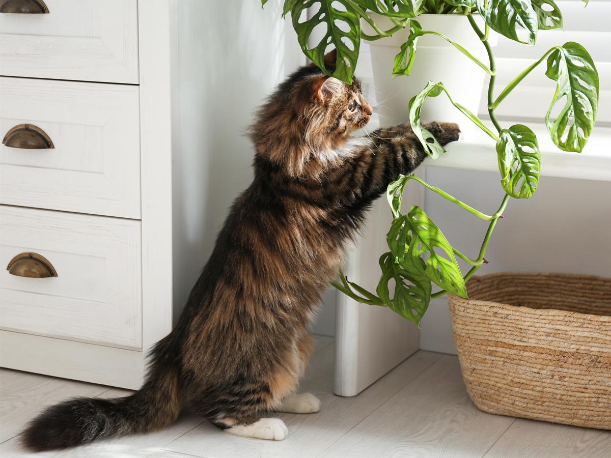 plantes en pot toxiques pour les chats