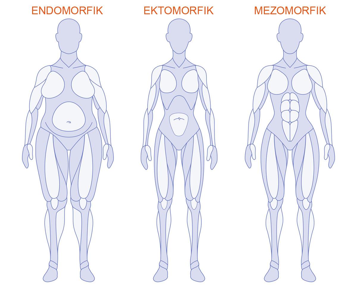 types de corps : ectomorphe, endomorphe, mésomorphe