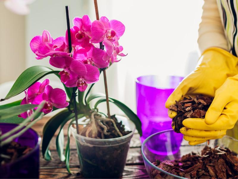 replanter des orchidées