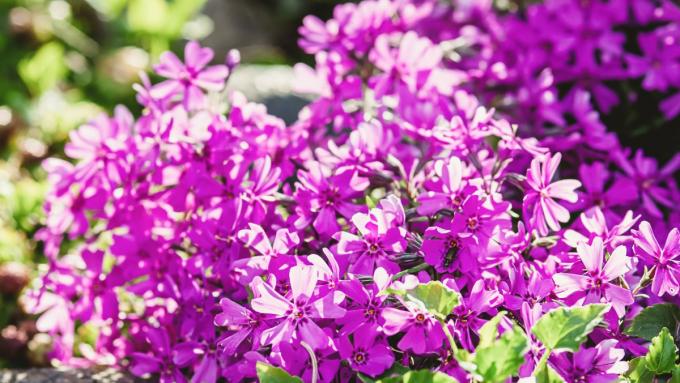 Ces fleurs violettes fleurissent au printemps : plantez-les dans votre jardin ou votre balcon et décorez votre espace avec les plus belles variétés