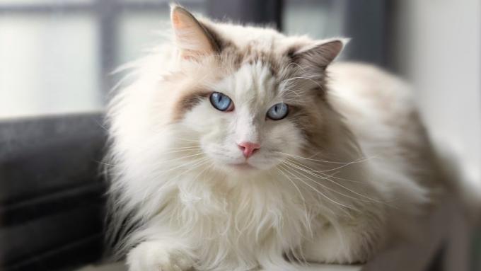 Les élections pour la beauté des chats ont commencé.  À qui donnerez-vous la couronne ?