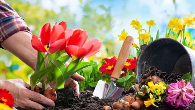 Les travaux de jardinage les plus importants en mars : que vaut-il la peine de faire pendant le premier mois chaud et que peut (ou doit) semer en mars ?