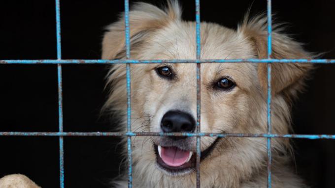 « Un chien en prison » contribue à redonner espoir.  Cette campagne devient de plus en plus populaire en Pologne