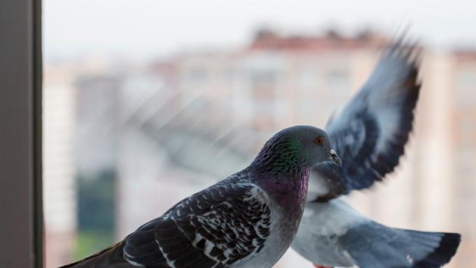 Comportement inquiétant des oiseaux en Pologne.  Ils volent comme des fous et rebondissent sur les fenêtres