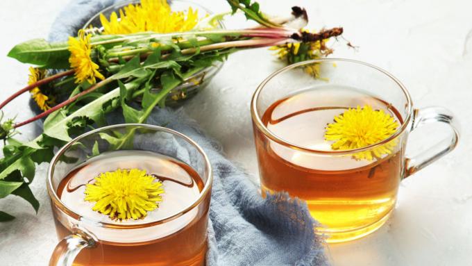 Pissenlit – contre-indications à l’utilisation du thé, du jus et des extraits de pissenlit.  À qui peut-il nuire ?