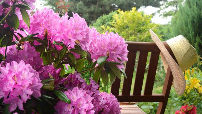 Comment et avec quoi fertiliser le rhododendron ?  Ma grand-mère a des remèdes maison pour ça.  Découvrez comment faire fleurir les azalées comme des folles
