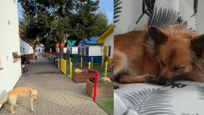 Le premier village canin au monde a été créé en Pologne.  C'est un paradis pour les animaux sans abri