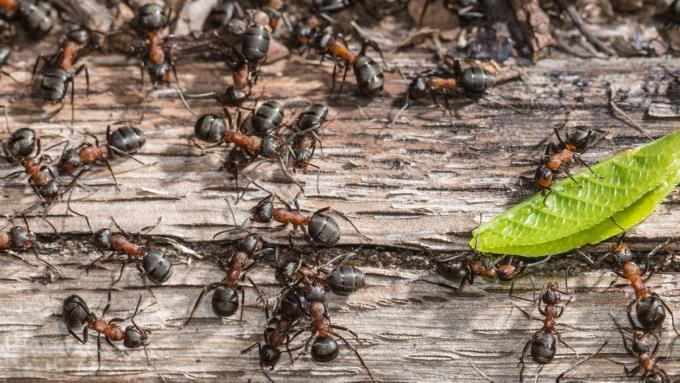 Les remèdes maison efficaces contre les fourmis comprennent la levure chimique, le citron et le marc de café.  Découvrez comment les utiliser