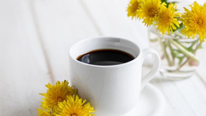 Connaissez-vous le café pissenlit ?  Découvrez pourquoi il vaut la peine de remplacer le café ordinaire par du café à base de racine de pissenlit