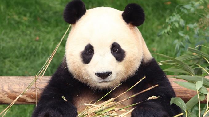 La célèbre panda a dû quitter son domicile.  La réaction des habitants est déchirante