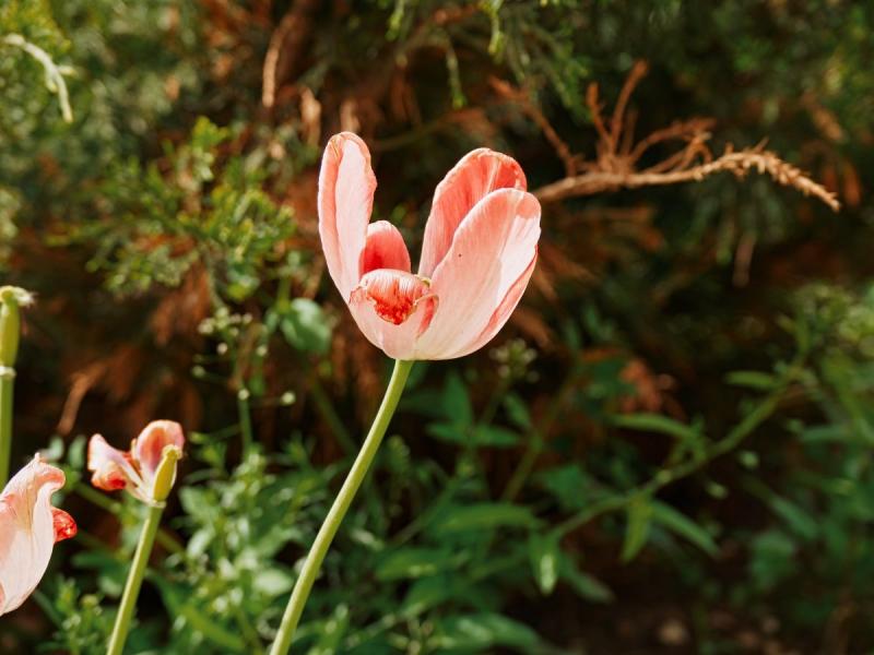photos de maladies des tulipes