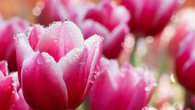 Ces maladies des tulipes sont les plus courantes : comment les reconnaître et comment y faire face ?  Comment redonner vie aux tulipes ?